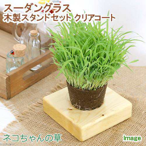 観葉植物 スーダングラス 猫草 ネコちゃんの草 ｅｃｏポット植え １ポット 木製スタンドセット クリアコート キャットフードの通販はau Pay マーケット チャーム