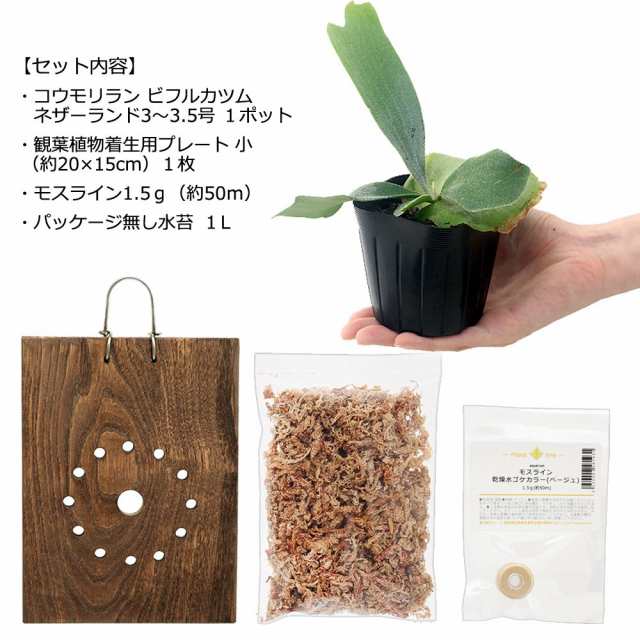 観葉植物）ビカクシダ板付けセット コウモリラン 壁掛け 初心者 インテリアグリーンの通販はau PAY マーケット - チャーム | au PAY  マーケット－通販サイト