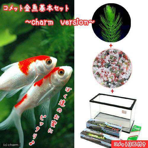 金魚 コメット 金魚飼育セット ｃｈａｒｍ ｖｅｒｓｉｏｎ ６０ｃｍ水槽 説明書付 本州四国限定の通販はau Pay マーケット チャーム