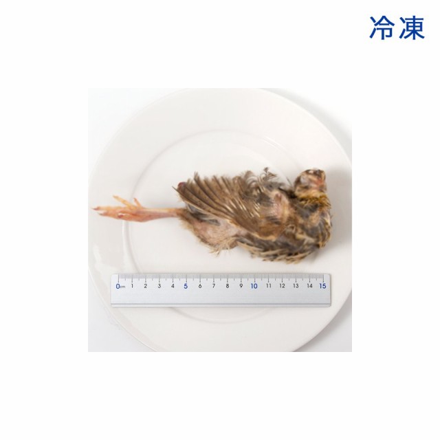 冷凍☆アダルトウズラ 内臓未処理 1羽 別途クール手数料 常温