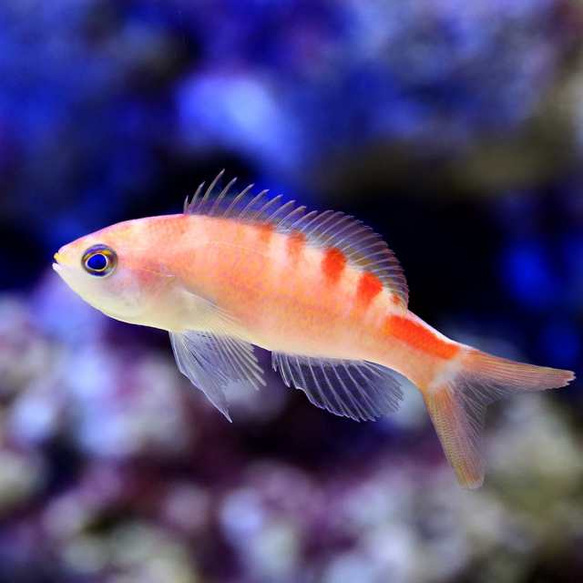 海水魚）ゼブラウツボ Lサイズ（1匹） 北海道・九州航空便要