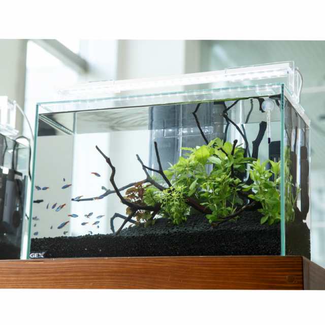 （熱帯魚）（水草）飼育セット　ＧＥＸ　ガラス水槽　グラステリアＦＬ４００　ネオンテトラ飼育セット　本州四国限定の通販は
