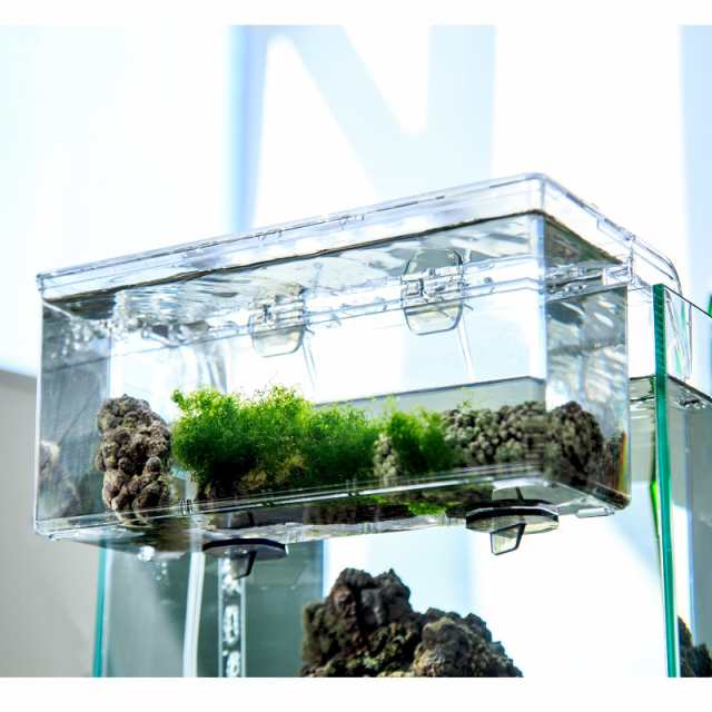世界のとれたて海水魚(通信販売)の日海-web.com<日海センター
