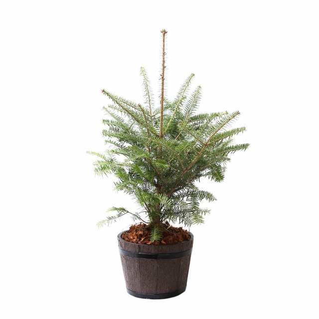 （観葉植物）クリスマスツリー　植込み済　もみの木　ＦＲＰ樽型プランター１鉢樹高６０〜８０ｃｍ