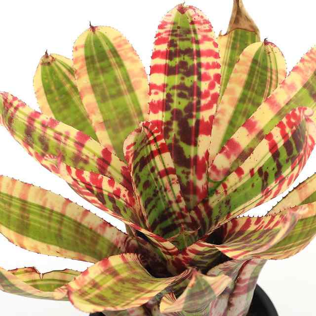 Neoregelia Wild Rabbit (M size) 【artPLANTs】ネオレゲリア