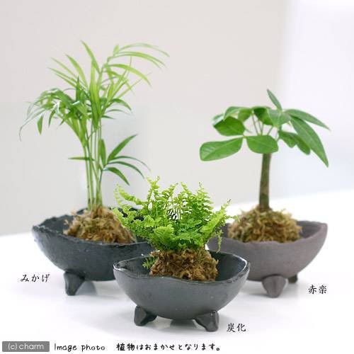 観葉植物 苔玉 おまかせ観葉 ｖｅｒ 水苔 ３個 コケ玉の通販はau Pay マーケット チャーム