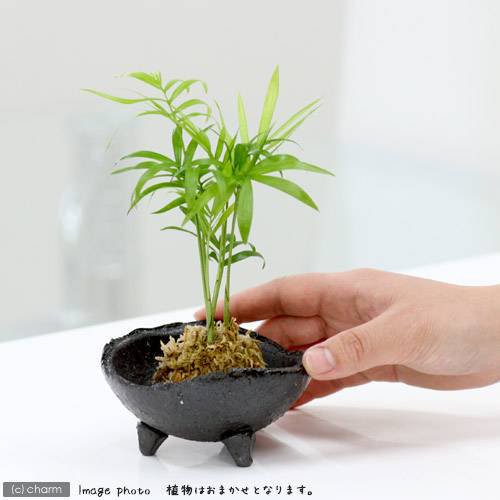 観葉植物 苔玉 おまかせ観葉 ｖｅｒ 水苔 ３個 コケ玉の通販はau Pay マーケット チャーム