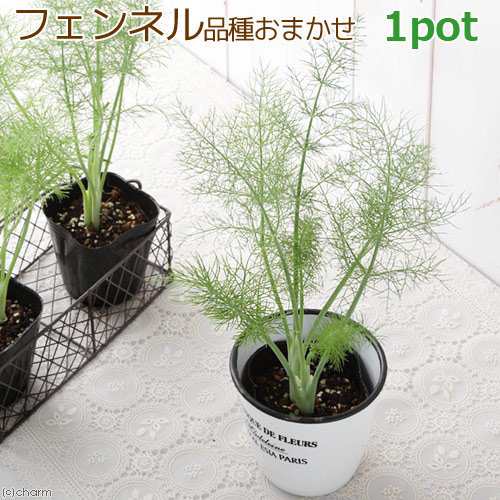 観葉植物 ハーブ苗 フェンネル 品種おまかせ ３号 １ポット 家庭菜園の通販はau Pay マーケット チャーム