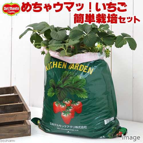 観葉植物 デルモンテ キッチンガーデン 簡単イチゴ栽培セット イチゴ苗 めちゃウマッ 家庭菜園 お一人様２点限り 北海道冬の通販はau Pay マーケット チャーム