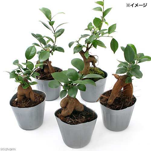 観葉植物 ガジュマル ３号 １ポット 北海道冬季発送不可の通販はau Pay マーケット チャーム