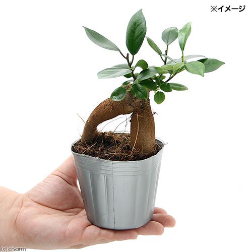 観葉植物 ガジュマル ３号 １ポット 北海道冬季発送不可の通販はau Pay マーケット チャーム