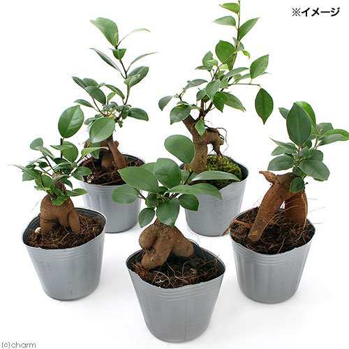 観葉植物）ガジュマル ２．５〜３号（３ポット）の通販はau PAY