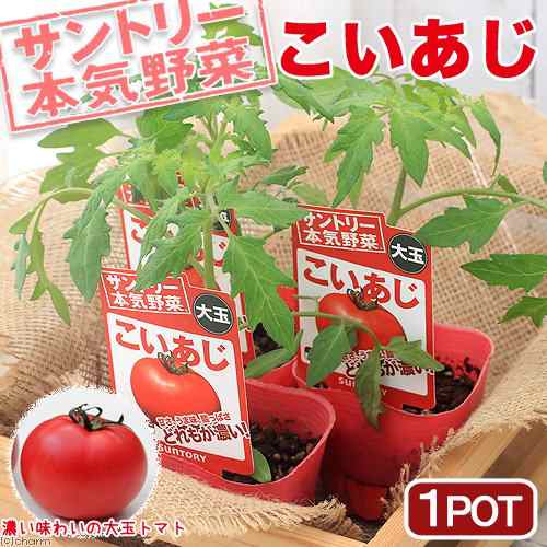 観葉植物 サントリー 野菜苗 トマト こいあじ ３号 １ポット 家庭菜園の通販はau Pay マーケット チャーム