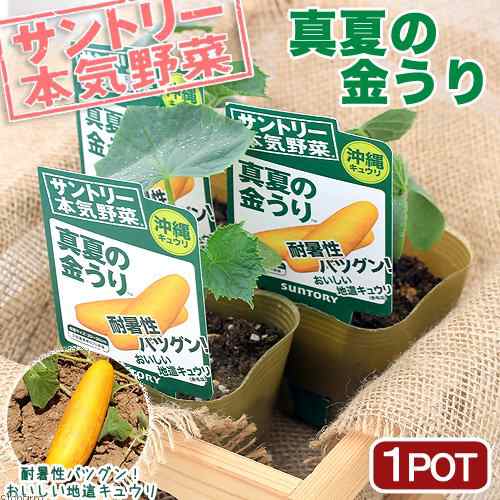 観葉植物 サントリー 野菜苗 キュウリ 真夏の金うり ３号 １ポット 家庭菜園の通販はau Pay マーケット チャーム