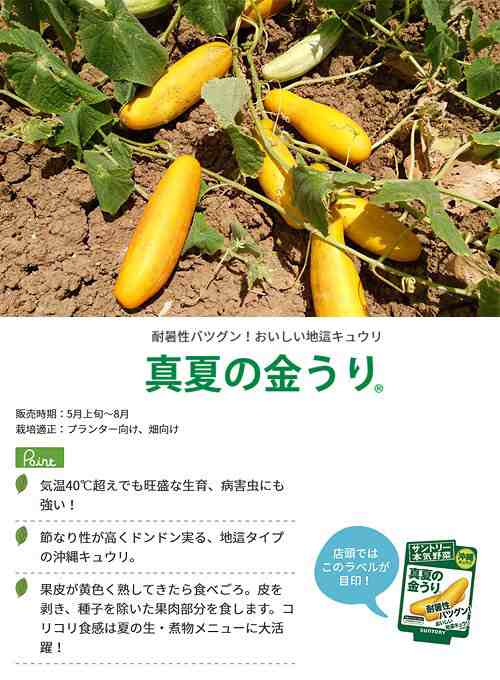 観葉植物 サントリー 野菜苗 キュウリ 真夏の金うり ３号 １ポット 家庭菜園の通販はau Pay マーケット チャーム