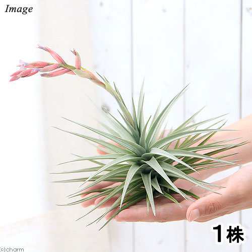 観葉植物 エアープランツ ティランジア アエラントス ジャイアントフォーム １株 沖縄別途送料の通販はau Pay マーケット チャーム