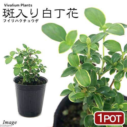 観葉植物 ビバリウムプランツ フイリハクチョウゲ 斑入り白丁花 品種おまかせ ３ｃｍポット １ポット 北海道冬季発送不可の通販はau Pay マーケット チャーム