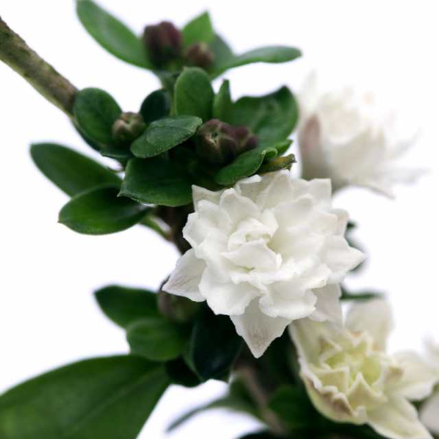 観葉植物 ビバリウムプランツ ヤエハクチョウゲ 八重白丁花 ３ｃｍポット入り １ポット の通販はau Pay マーケット チャーム