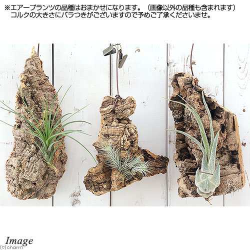 観葉植物 バージンコルクプランツ おまかせエアープランツ １個 北海道冬季発送不可の通販はau Pay マーケット チャーム