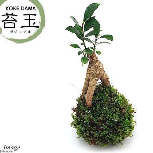 観葉植物 苔玉 ガジュマル ｖｅｒ 這苔 １個 の通販はau Pay マーケット チャーム