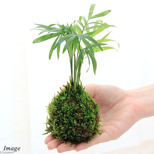 観葉植物 苔玉 テーブルヤシ ｖｅｒ 這苔 １個 の通販はau Pay マーケット チャーム