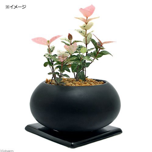 観葉植物 ハツユキカズラ 初雪葛 陶器鉢植え 空ｍ ｂｋ １鉢 受け皿付き 北海道冬季発送不可の通販はau Pay マーケット チャーム