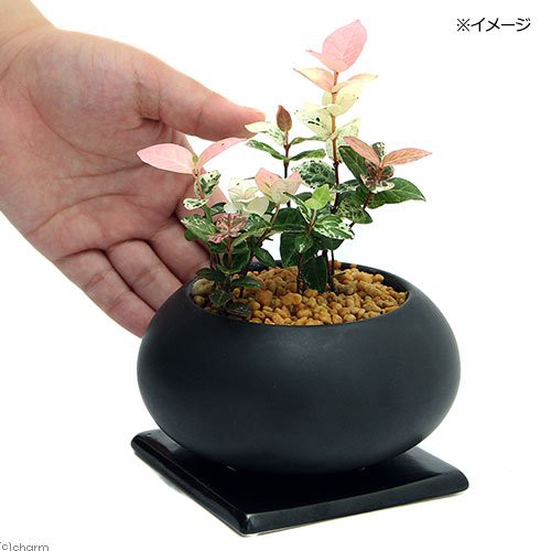 観葉植物 ハツユキカズラ 初雪葛 陶器鉢植え 空ｍ ｂｋ １鉢 受け皿付きの通販はau Pay マーケット チャーム