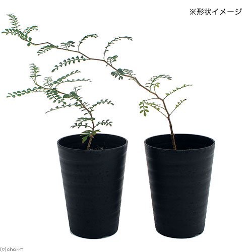 観葉植物 オペルクリカリア パキプス 実生苗 ３号 １鉢 コーデックスの通販はau Pay マーケット チャーム