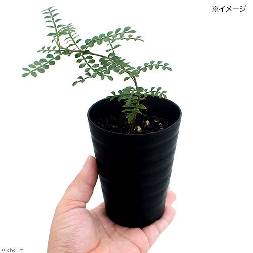 観葉植物 オペルクリカリア パキプス 実生苗 ３号 １鉢 コーデックスの通販はau Pay マーケット チャーム