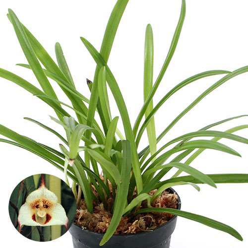 （観葉植物）洋ラン　モンキーオーキッド　ドラクラ　ロタックス　２．５〜３号（１ポット）の通販は 5,173円