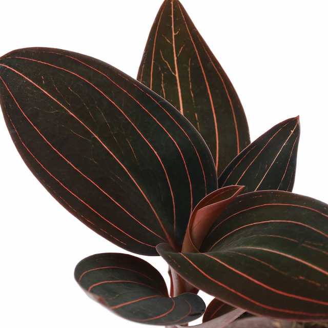 観葉植物 ジュエルオーキッド ホンコンシュスラン ｌｕｄｉｓｉａ ｄｉｓｃｏｌｏｒ ２ ５号 ｌサイズ １鉢 北海道冬季の通販はau Pay マーケット チャーム