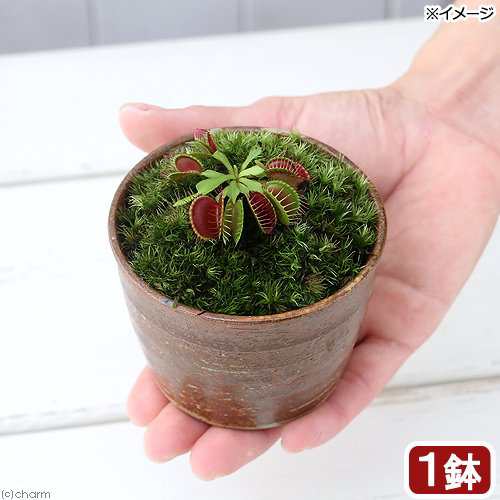 観葉植物 苔盆栽 ハエトリソウ 穴有益子焼植木鉢 還元 １鉢 の通販はau Pay マーケット チャーム