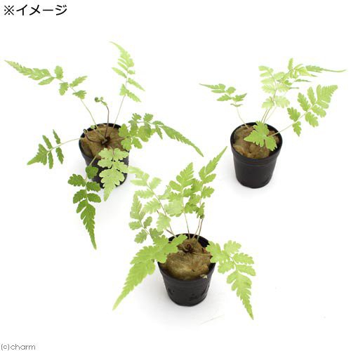 観葉植物 ビバリウムプランツ おまかせシダ植物 １ポット の通販はau Pay マーケット チャーム