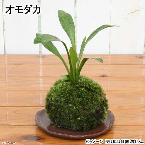 盆栽 苔玉 オモダカ 品種おまかせ １個 観葉植物 コケ玉の通販はau Pay マーケット チャーム