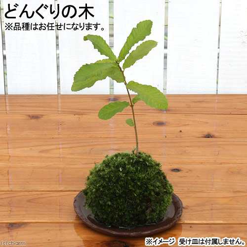 盆栽 苔玉 どんぐりの木 １個 観葉植物 コケ玉 休眠株の通販はau Pay マーケット チャーム