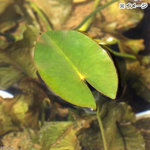 ビオトープ 水辺植物 河骨 サイジョウコウホネ １ポット 浮葉植物 沖縄別途送料 休眠株の通販はau Pay マーケット チャーム