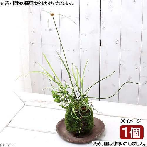 盆栽 苔玉 水辺植物３種寄せ植え 品種おまかせ １個 観葉植物 コケ玉の通販はau Pay マーケット チャーム