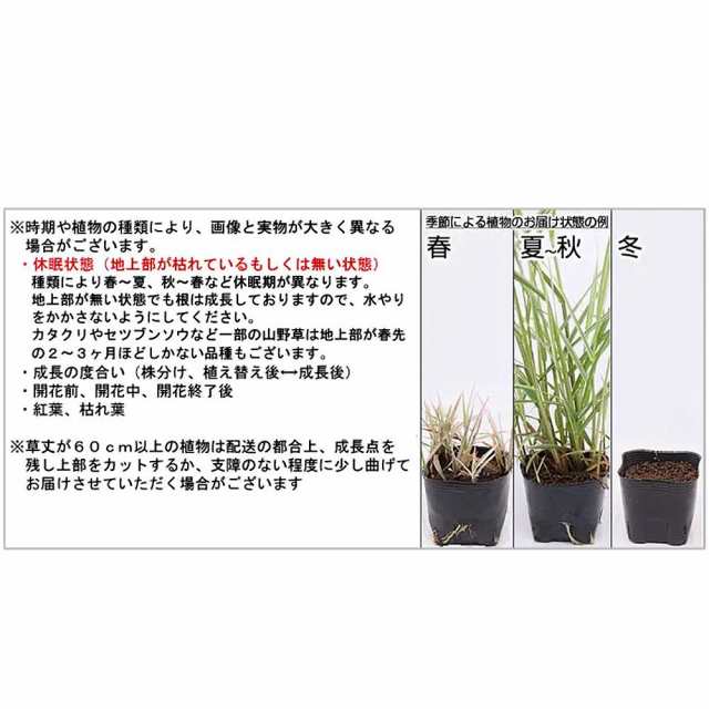 盆栽）苔玉 コウヤノマンネングサ（１個） 観葉植物 コケ玉の通販はau PAY マーケット - チャーム