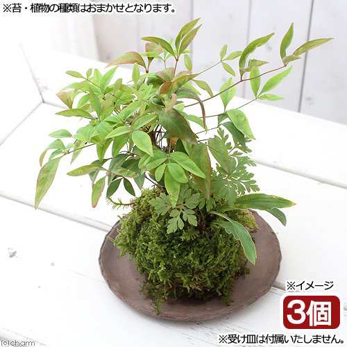 盆栽 苔玉 山野草３種寄せ植え 品種おまかせ ３個 観葉植物 コケ玉の通販はau Pay マーケット チャーム