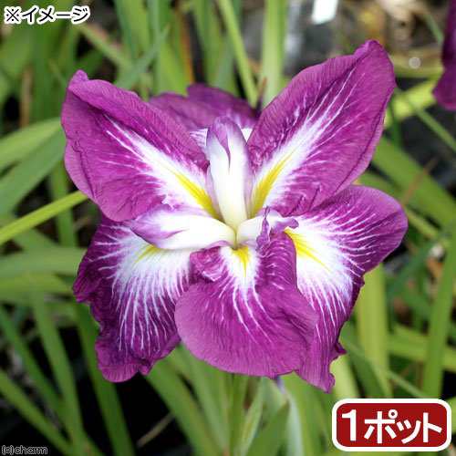 ビオトープ 水辺植物 花菖蒲 登竜門 トウリュウモン 肥後系濃紅紫六英花 １ポット 休眠株の通販はau Pay マーケット チャーム