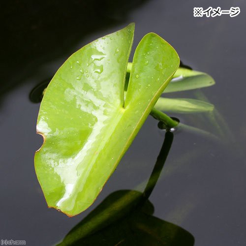 ビオトープ 水辺植物 オゼコウホネ １ポット 浮葉植物 沖縄別途送料の通販はau Pay マーケット チャーム