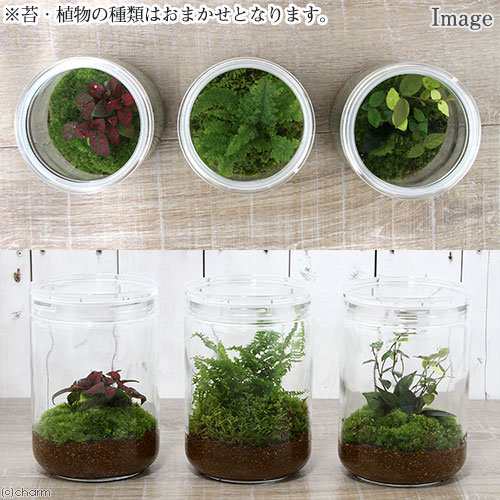 観葉植物 苔ｔｅｒｒａｒｉｕｍ おまかせオアシス苗 ガラスボトルｌ 説明書付の通販はau Pay マーケット チャーム