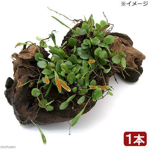 観葉植物）苔 テラ向け マメヅタ付き流木 Ｌサイズ ２５ｃｍ前後（１本