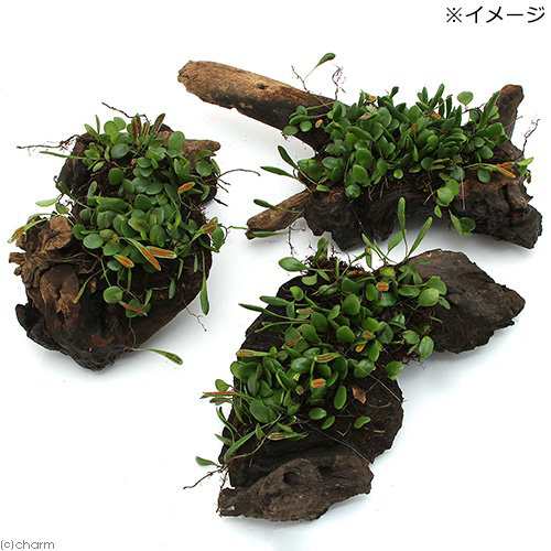 観葉植物）苔 テラ向け マメヅタ付き流木 Ｌサイズ ２５ｃｍ前後（３本