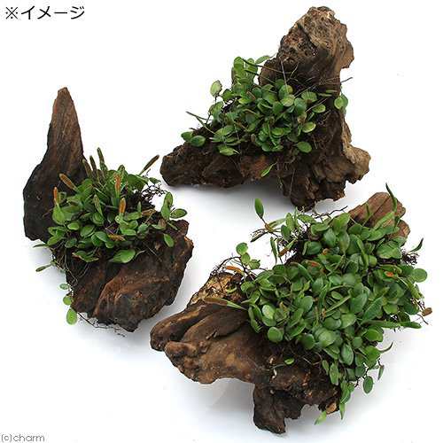 観葉植物 苔 テラ向け マメヅタ付き流木 ｍサイズ ２０ｃｍ前後 ３本 の通販はau Pay マーケット チャーム