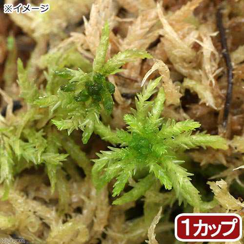 観葉植物 苔 カップ売り 国産 生ミズゴケ 生水苔 １カップ の通販はau Pay マーケット チャーム