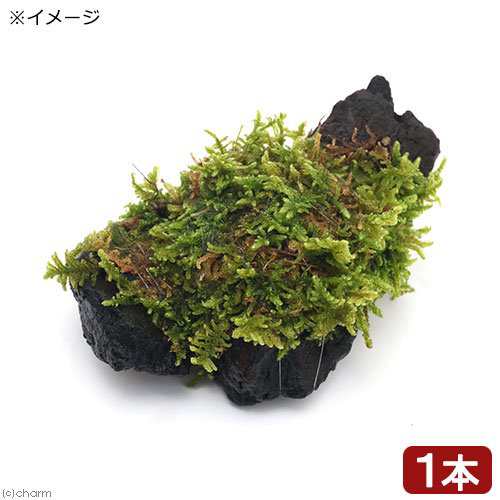 観葉植物 苔 テラ向け ハイゴケ付流木 ミニサイズ ７ｃｍ程度 １本 の通販はau Pay マーケット チャーム