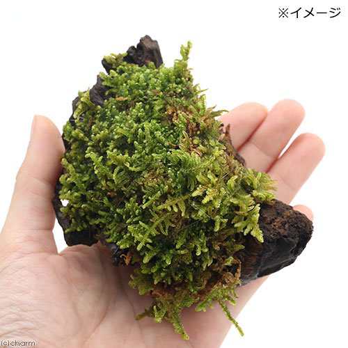 観葉植物 苔 テラ向け ハイゴケ付流木 ミニサイズ ７ｃｍ程度 １本 の通販はau Pay マーケット チャーム