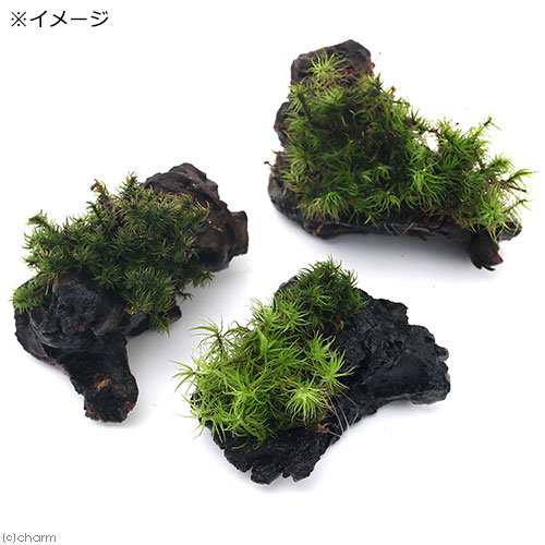 観葉植物 苔 テラ向け シッポゴケ付流木 ミニサイズ ７ｃｍ程度 １本 の通販はau Pay マーケット チャーム