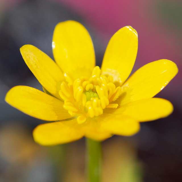 ビオトープ 水辺植物 紫葉ヒメリュウキンカ 紫葉姫立金花 １ポット 湿性植物 休眠株 の通販はau Pay マーケット チャーム